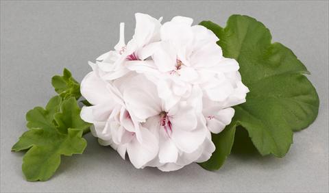 Photo de variété de fleurs à utiliser comme: Pot, patio, Suspension Pelargonium peltatum White Pearl