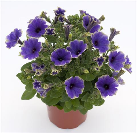 Photo de variété de fleurs à utiliser comme: Pot, Plante à massif, patio, Suspension Petunia Moonlight