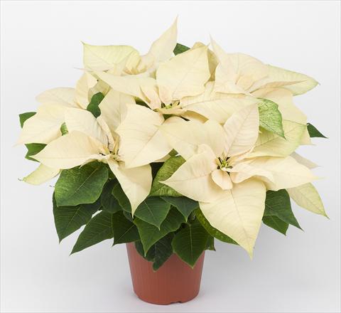 Photo de variété de fleurs à utiliser comme: Pot Poinsettia - Euphorbia pulcherrima Allegra Bianca