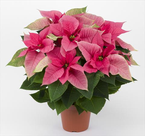 Photo de variété de fleurs à utiliser comme: Pot Poinsettia - Euphorbia pulcherrima Allegra Rosa