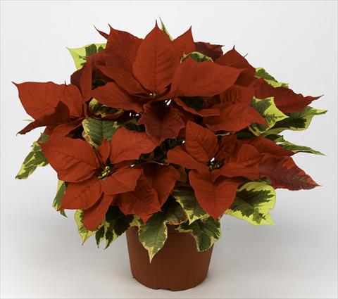Photo de variété de fleurs à utiliser comme: Pot Poinsettia - Euphorbia pulcherrima Primero Red Tapestry