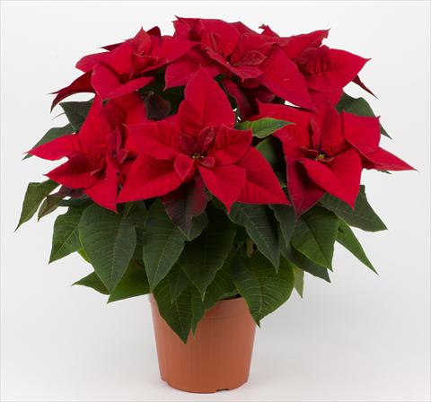 Photo de variété de fleurs à utiliser comme: Pot Poinsettia - Euphorbia pulcherrima Superba Red
