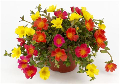 Photo de variété de fleurs à utiliser comme: Plante à massif, patio, Suspension Portulaca Duna® Explosive