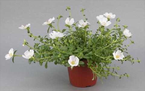 Photo de variété de fleurs à utiliser comme: Plante à massif, patio, Suspension Portulaca Duna® White Improved