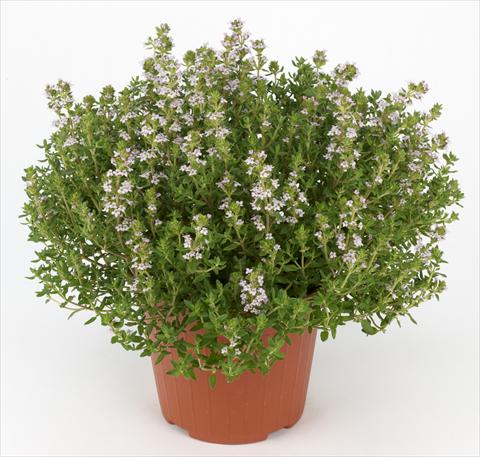 Photo de variété de fleurs à utiliser comme: Pot et Plante à massif Thymus vulgaris Ah...Roma Thymus Compactus