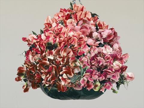 Photo de variété de fleurs à utiliser comme: Plante à massif/ plante de bordure Lathyrus odoratus Fantasia Mixed