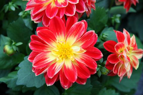 Photo de variété de fleurs à utiliser comme: Pot et Plante à massif Dahlia Imagine Power® Yellow Red