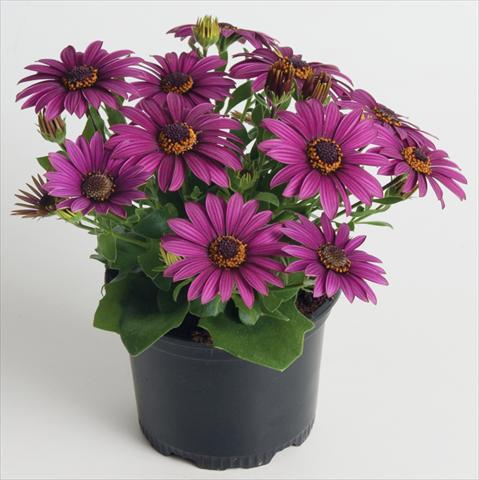 Photo de variété de fleurs à utiliser comme: Pot et Plante à massif Osteospermum ecklonis Astra Purple