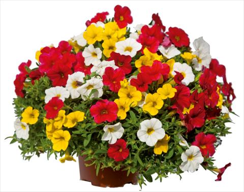 Photo de variété de fleurs à utiliser comme: Pot, Plante à massif, patio 3 Combo Colours Games Capri Mix