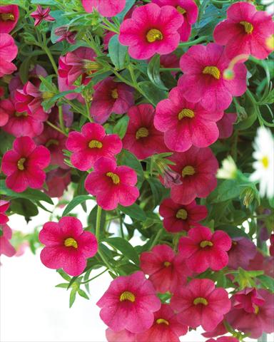Photo de variété de fleurs à utiliser comme: Pot, Plante à massif, patio, Suspension Calibrachoa Million Bells® Compact Cherry
