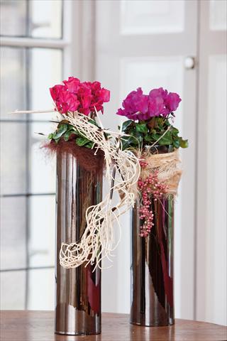 Photo de variété de fleurs à utiliser comme: Suspension / pot Cyclamen persicum Super Serie®s Jive®