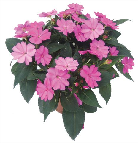 Photo de variété de fleurs à utiliser comme: Pot, Plante à massif, patio, Suspension Impatiens N. Guinea SunPatiens® Compact Lilac