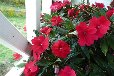 Photo de variété de fleurs à utiliser comme: Pot, Plante à massif, patio, Suspension Impatiens N. Guinea SunPatiens® Spreading Carmine Red