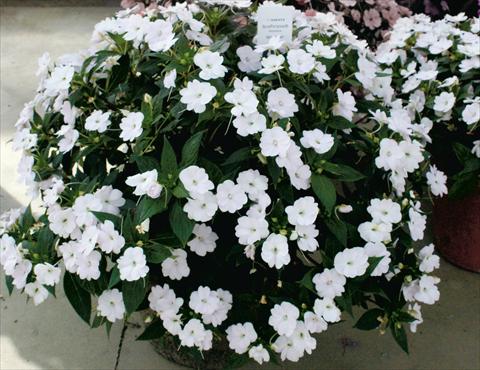 Photo de variété de fleurs à utiliser comme: Pot, Plante à massif, patio, Suspension Impatiens N. Guinea SunPatiens® White