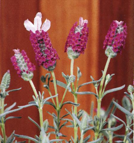 Photo de variété de fleurs à utiliser comme: Pot et Plante à massif Lavandula stoechas Madrid Pink