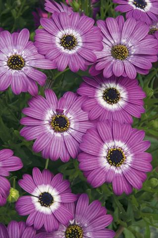 Photo de variété de fleurs à utiliser comme: Pot et Plante à massif Osteospermum ecklonis Cape Daisy Dodoma Purple