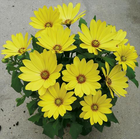 Photo de variété de fleurs à utiliser comme: Pot et Plante à massif Osteospermum ecklonis Cape Daisy Yellow Halo