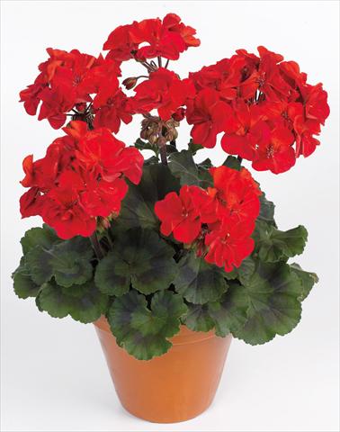 Photo de variété de fleurs à utiliser comme: Pot, Plante à massif, patio Pelargonium zonale pac® Abelina