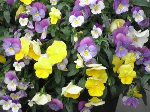 Photo de variété de fleurs à utiliser comme: Pot et Plante à massif Viola cornuta Superba F1