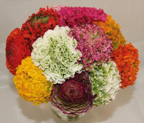 Photo de variété de fleurs à utiliser comme: Pot et Plante à massif Ranunculus asiaticus Pon-Pon® mix