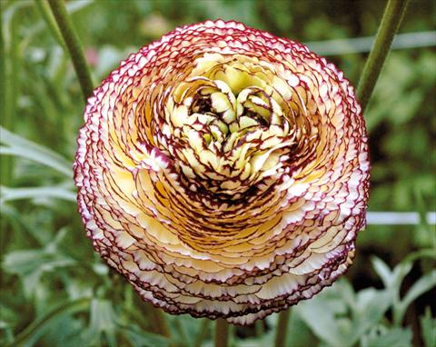 Photo de variété de fleurs à utiliser comme: Pot et Plante à massif Ranunculus asiaticus Pon-Pon®
