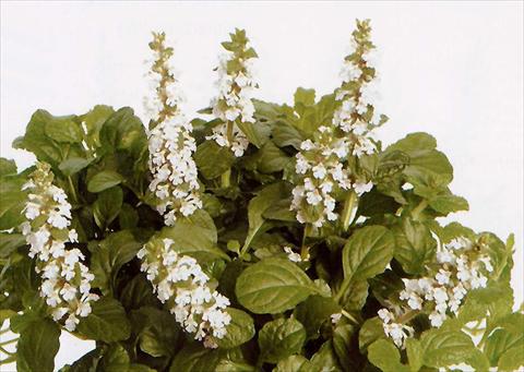 Photo de variété de fleurs à utiliser comme: Pot et Plante à massif Ajuga reptans Alba