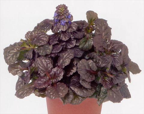 Photo de variété de fleurs à utiliser comme: Pot et Plante à massif Ajuga reptans Black Scallop