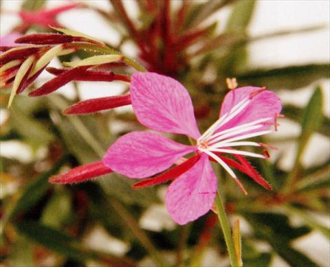 Photo de variété de fleurs à utiliser comme: Plante à massif/ plante de bordure Gaura lindheimeri Pink