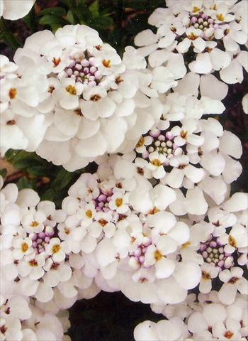 Photo de variété de fleurs à utiliser comme: Plante à massif/ plante de bordure Iberis sempervirens Masterpiece