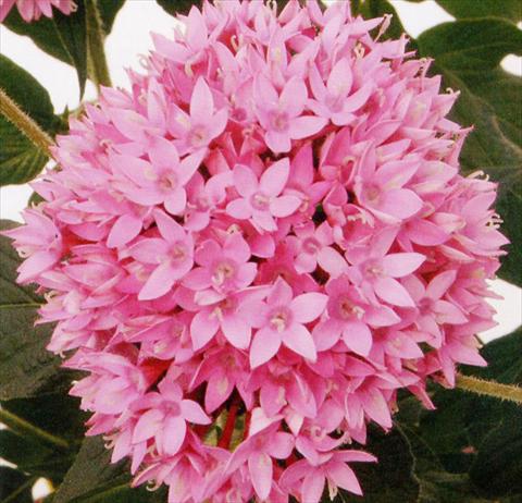 Photo de variété de fleurs à utiliser comme: Pot et Plante à massif Pentas lanceolata Panic Lilac