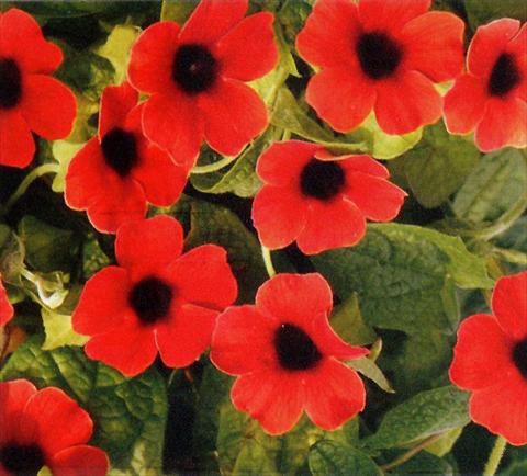 Photo de variété de fleurs à utiliser comme: Suspension / pot Thunbergia alata Arizona Dark Red