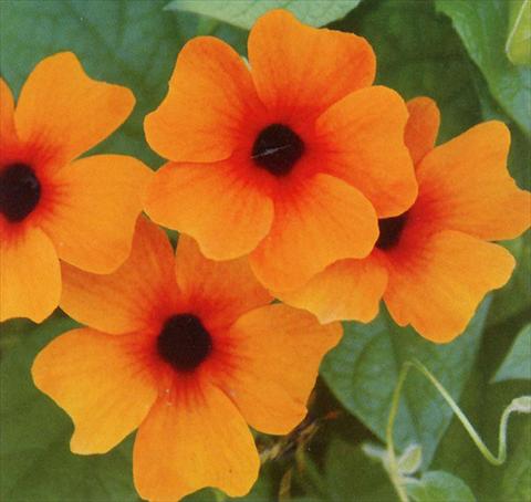Photo de variété de fleurs à utiliser comme: Suspension / pot Thunbergia alata Sunny Susy Red Orange