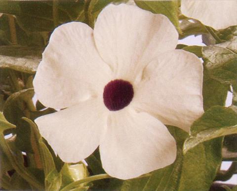 Photo de variété de fleurs à utiliser comme: Suspension / pot Thunbergia alata White