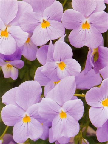 Photo de variété de fleurs à utiliser comme: Pot et Plante à massif Viola hybrida Friolina® Aquamarine Cascadiz