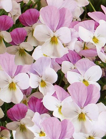 Photo de variété de fleurs à utiliser comme: Pot et Plante à massif Viola hybrida Friolina® Pink White Cascadiz