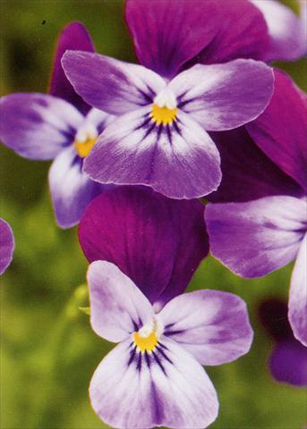 Photo de variété de fleurs à utiliser comme: Pot et Plante à massif Viola hybrida Friolina® Purple Blue Cascadiz