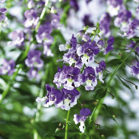 Photo de variété de fleurs à utiliser comme: Pot, Plante à massif, patio, Suspension Angelonia angustifolia pac® Adessa Bicolor