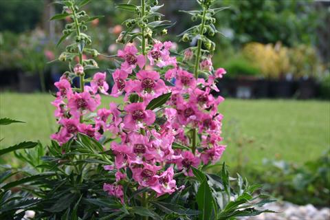 Photo de variété de fleurs à utiliser comme: Pot, Plante à massif, patio, Suspension Angelonia angustifolia pac® Adessa Pink
