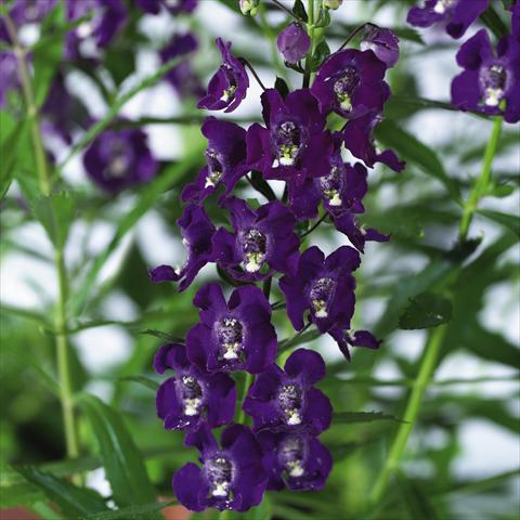 Photo de variété de fleurs à utiliser comme: Pot, Plante à massif, patio, Suspension Angelonia angustifolia pac® Adessa Purple