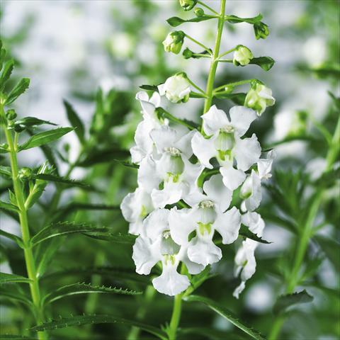 Photo de variété de fleurs à utiliser comme: Pot, Plante à massif, patio, Suspension Angelonia angustifolia pac® Adessa White