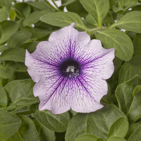 Photo de variété de fleurs à utiliser comme: Pot, Plante à massif, patio, Suspension Petunia pac® Happytoonia Blue Vein