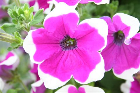 Photo de variété de fleurs à utiliser comme: Pot, Plante à massif, patio, Suspension Petunia pac® Happytoonia Picotee Purple