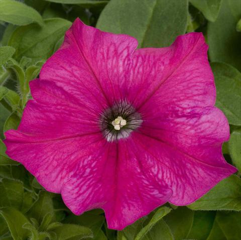 Photo de variété de fleurs à utiliser comme: Pot, Plante à massif, patio, Suspension Petunia pac® Happytoonia Pink