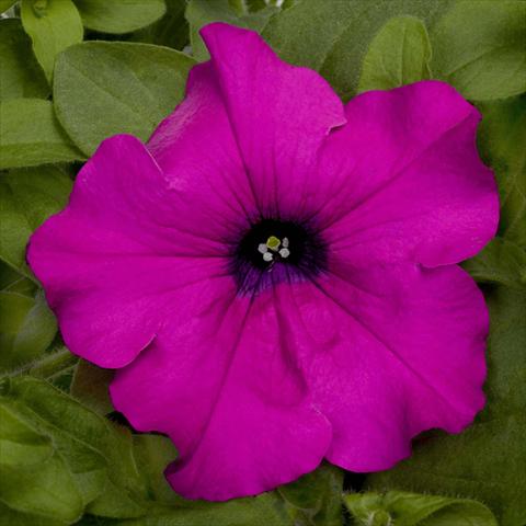 Photo de variété de fleurs à utiliser comme: Pot, Plante à massif, patio, Suspension Petunia pac® Happytoonia Purple