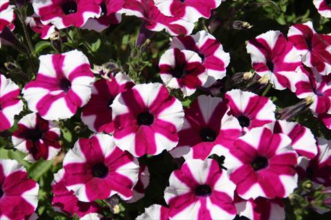 Photo de variété de fleurs à utiliser comme: Pot, Plante à massif, patio, Suspension Petunia pac® Prettyttonia Purple Star