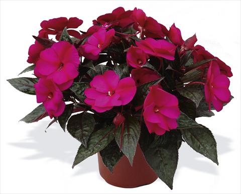 Photo de variété de fleurs à utiliser comme: Pot, Plante à massif, patio, Suspension Impatiens N. Guinea pac® Impacio® Purple Improved