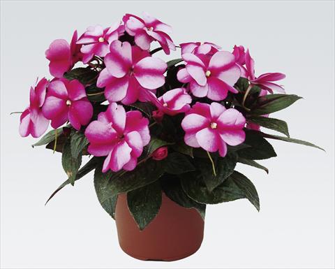 Photo de variété de fleurs à utiliser comme: Pot, Plante à massif, patio, Suspension Impatiens N. Guinea pac® Impacio® Purple Star