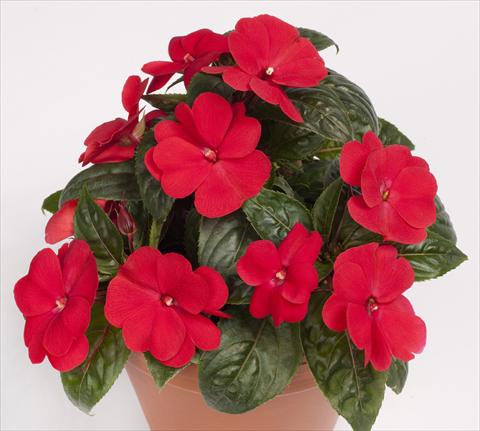 Photo de variété de fleurs à utiliser comme: Pot, Plante à massif, patio, Suspension Impatiens N. Guinea pac® Impacio® Red Improved