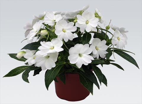 Photo de variété de fleurs à utiliser comme: Pot, Plante à massif, patio, Suspension Impatiens N. Guinea pac® Impacio® White