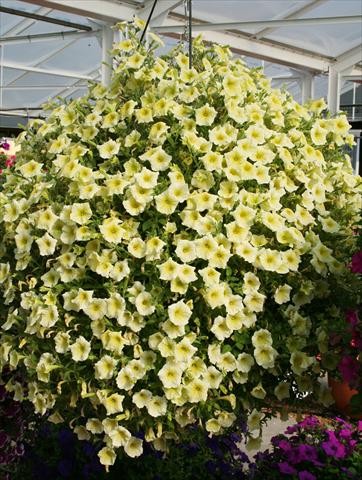 Photo de variété de fleurs à utiliser comme: Pot, Plante à massif, patio, Suspension Petunia pac® Happytoonia Yellow